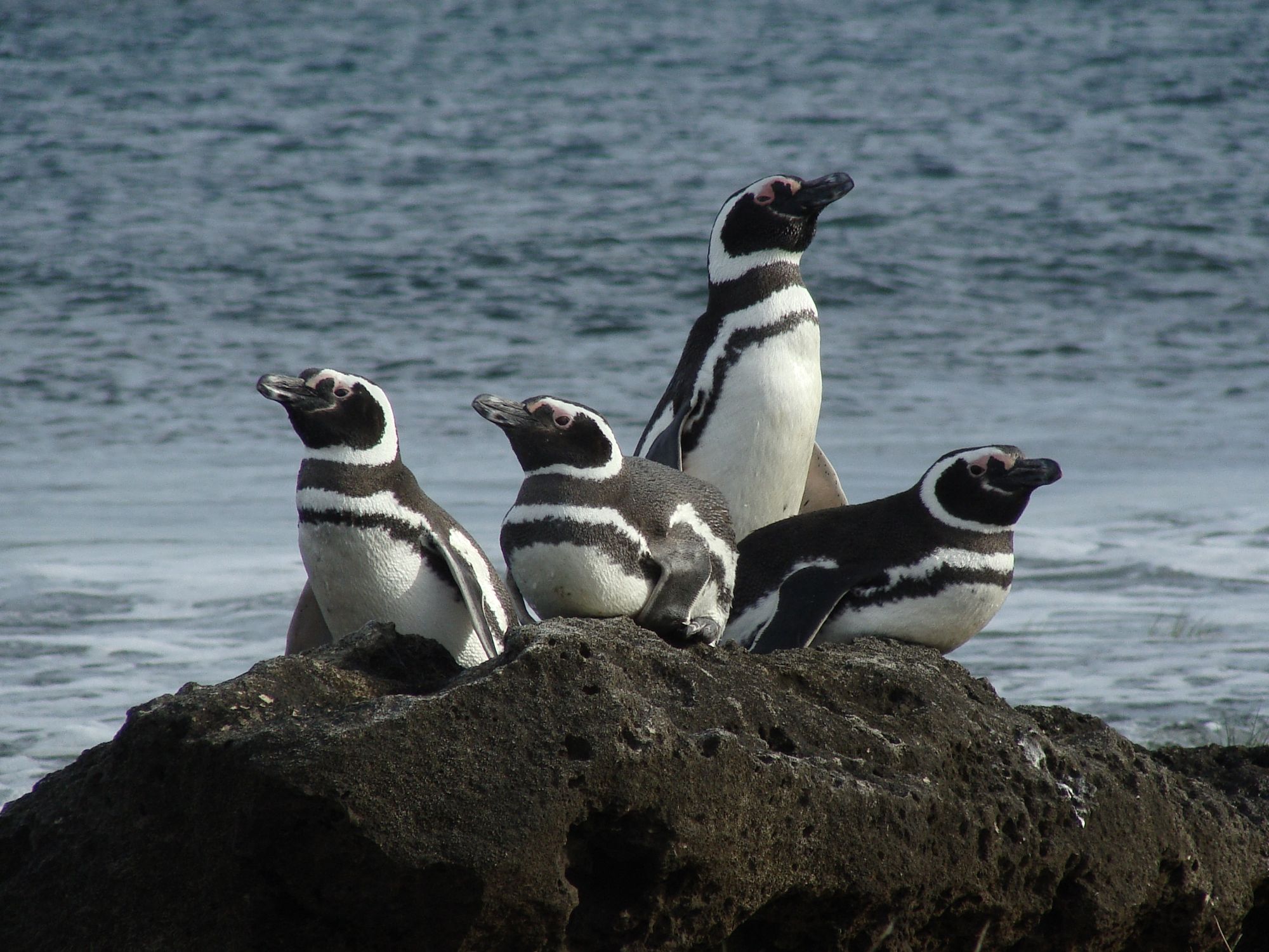 Trailing Penguins in Patagonia Briefing Earthwatch(04)